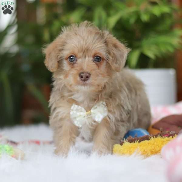 Parker, Yorkie Poo Puppy